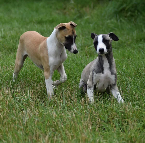 Deux chiots de l'élevage dans l'herbe