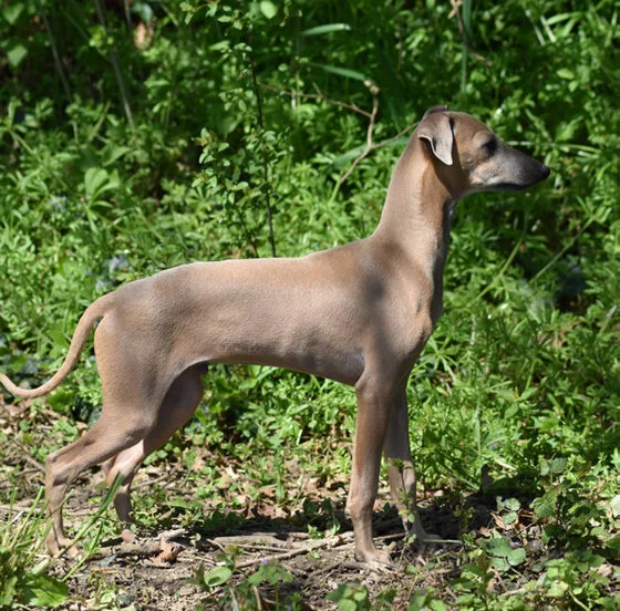 Chien adulte de l'élevage dans le jardin