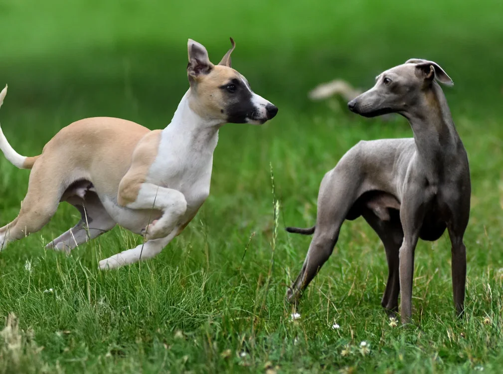 Whippet et Petit Lévrier Italien courant dans l'herbe