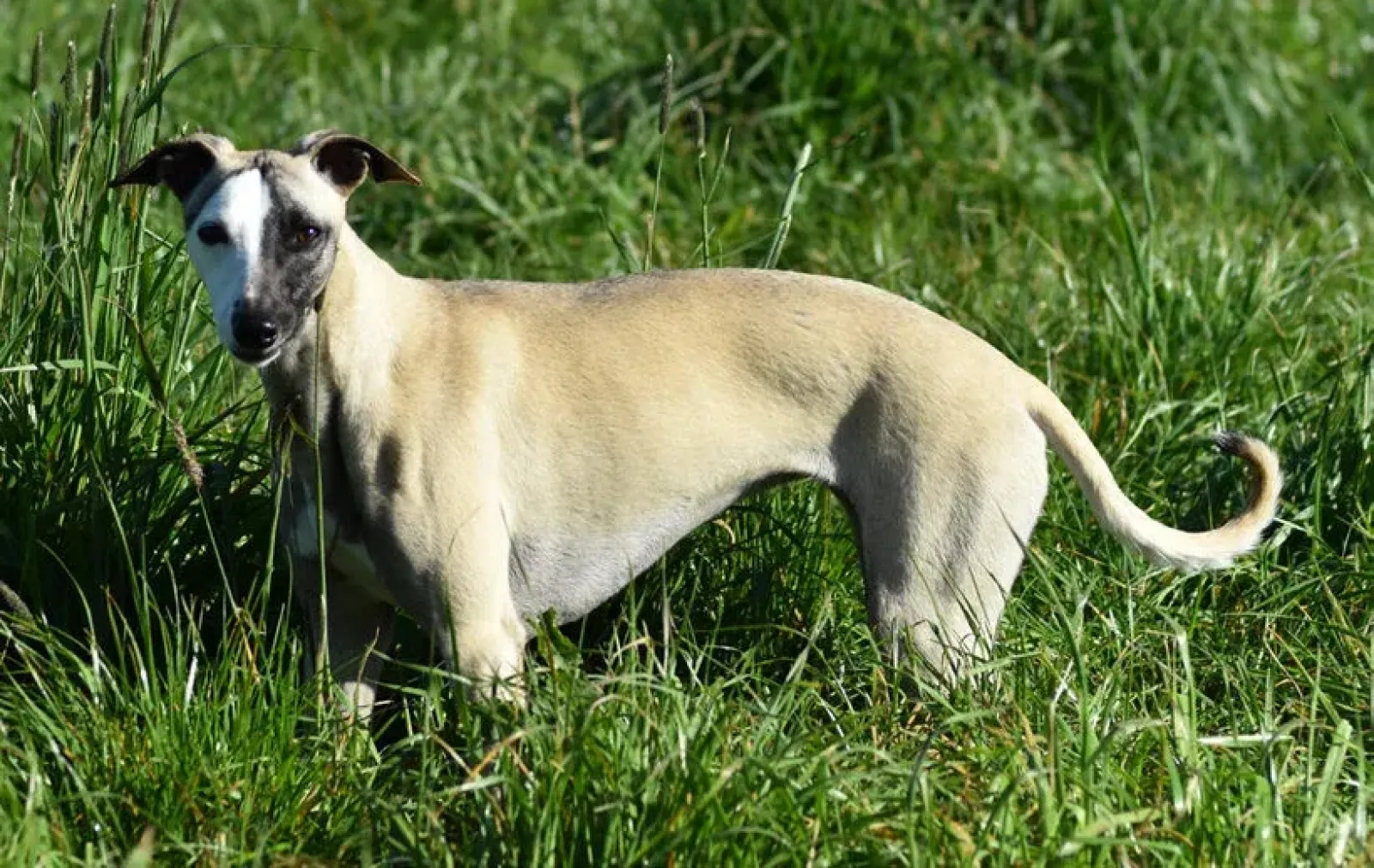 Whippet